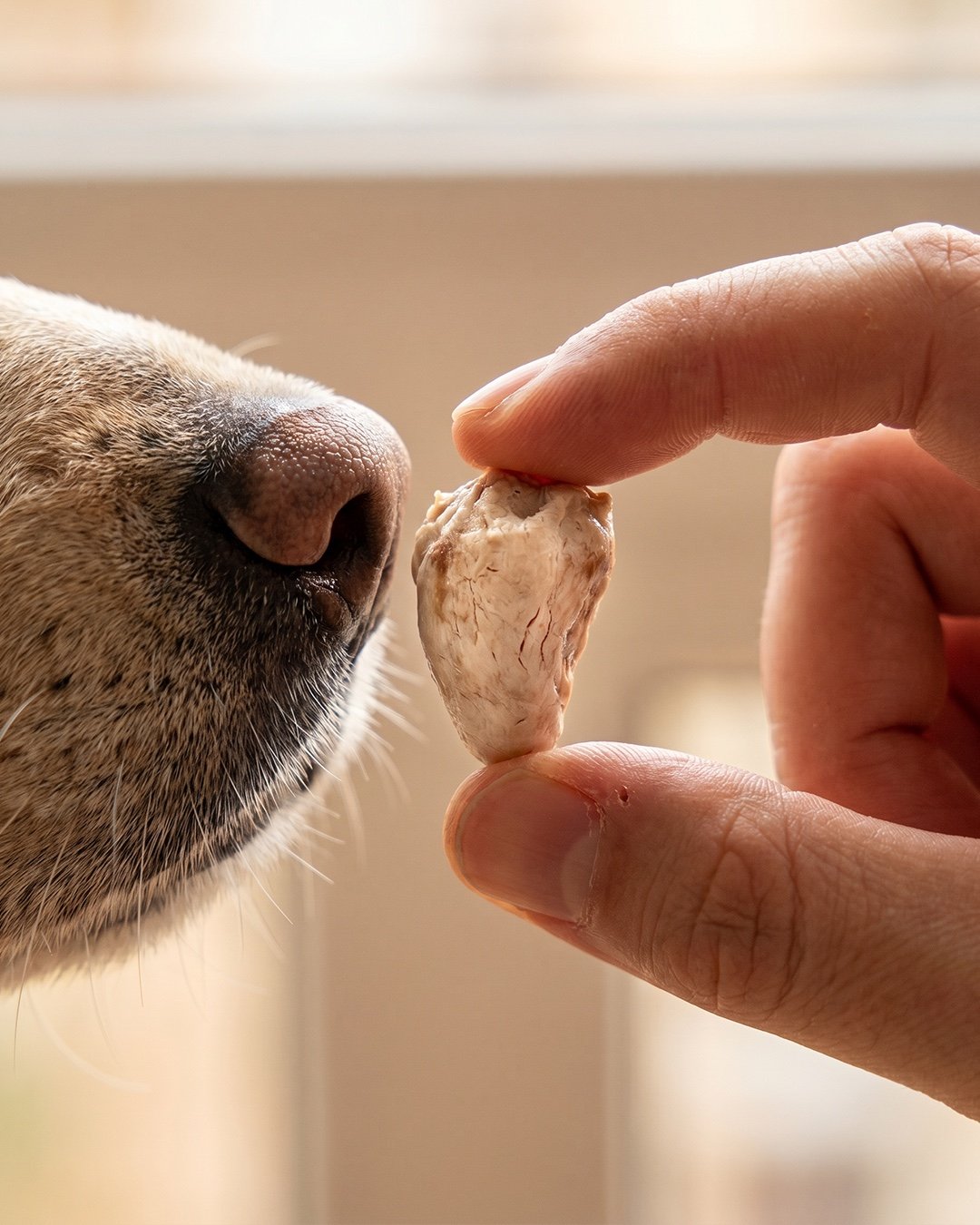 Detalle de un snack natural para perro